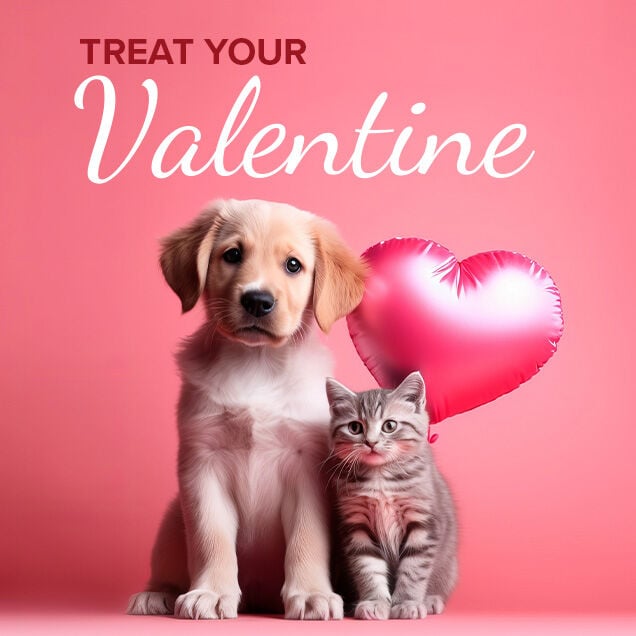 Treat Your Valentine